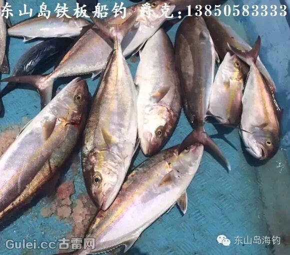 古雷海鲜市场常见鱼类  42 ,肉鲡 ,懵[m ěng]仔,军曹鱼(学名:海鲡鱼)