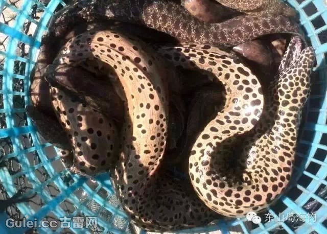 港 古雷生活 全了~古雷海鲜市场常见鱼类  11 ,秀才鳗(学名:尖吻蛇鳗)
