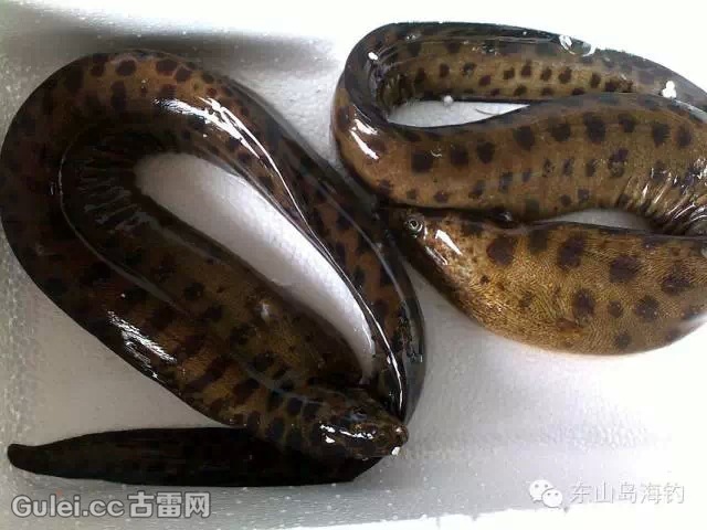 颌[h é]针鱼 6,火管鱼(学名:绿烟管鱼 羊宽尾颌针鱼 7 白鳗鱼