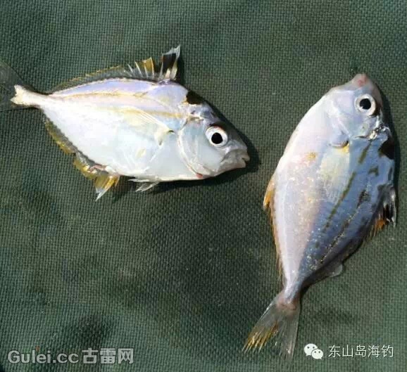 全了~古雷海鲜市场常见鱼类