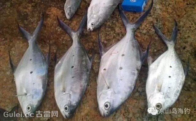 体型大,皮厚且韧,肉质粗硬 50,红鼻跳(学名:红狼牙虾虎鱼 51,鲳仔