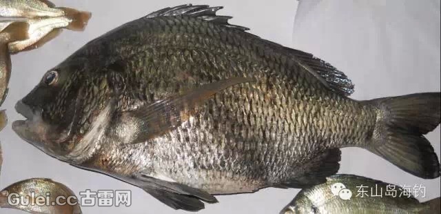 纺头,香头(学名:黄锡鲷 3,黑格(学名:黑鲷 4,飞格,厚鳞格 牛屎